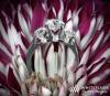 Platinum Suprise Three Stone Engagement Ring Platinum Suprise Three Stone Engagement Ring