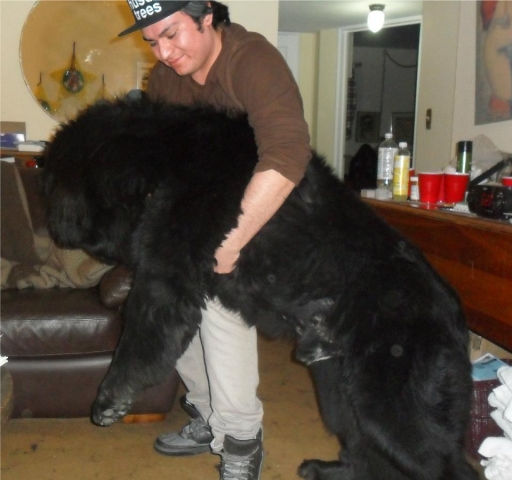 newfoundland size newfoundland breeds picture newfoundland size newfoundland breeds picture