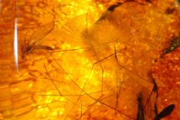 mosquito_in_amber-web.jpg mosquito_in_amber-web.jpg
