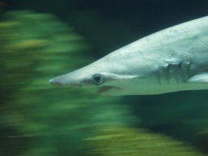 shark.jpg