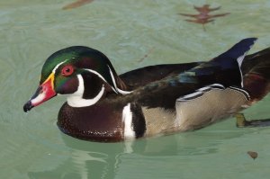 prettyduck.jpg