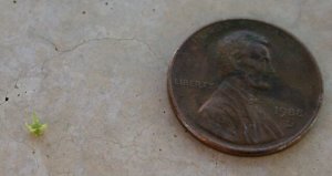macro02.jpg
