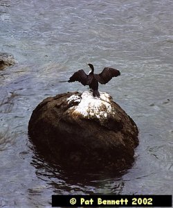 Garry on a Rock.jpg