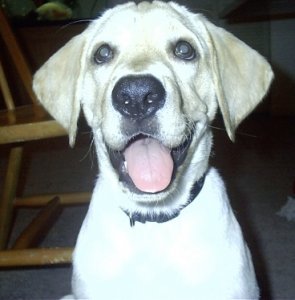 lynpup1.JPG