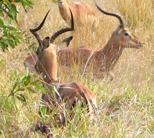 IMG_0595.jpg