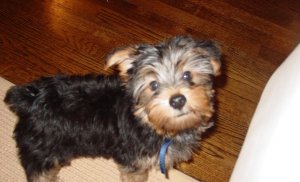 gizmo_8wks.JPG