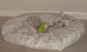 portia snuggle bed a.jpg