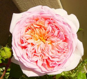 abraham darby bloom 0905.jpg