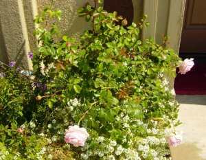 abraham darby bush 0905a.jpg