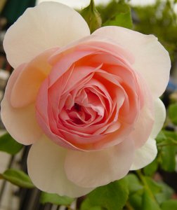 heritage bloom 0905.jpg