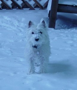 portia snow 1.JPG