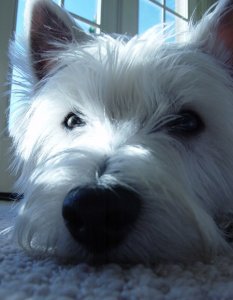 vportia nose a.jpg