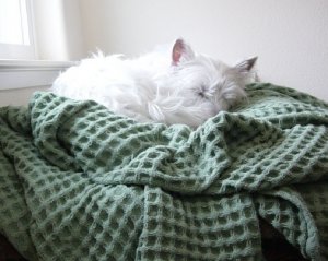 portia sleep window.jpg