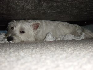 portia under bed b.jpg