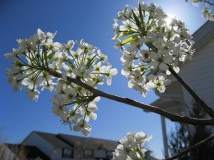 LIB_SpringSprung001.jpg