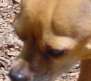 dog ps1.JPG
