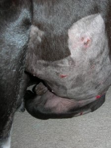 Hooch side bites.JPG
