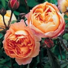 Rosa Lady Emma Hamilton.jpg