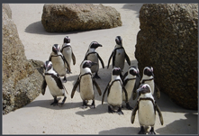 pinguins.png