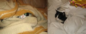 BootsieBearHaven.jpg BootsieBearHaven.jpg