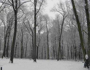 backyard dec 08.jpg