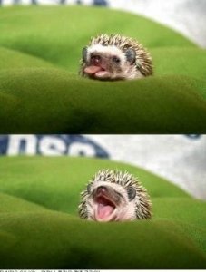 hhog4.jpg