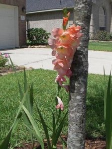 flower2008.JPG