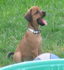 luann puppy.jpg
