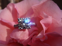 My First Flower Shot ... Take2.JPG
