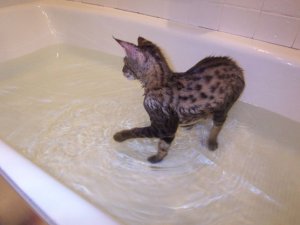 Masonbath1.jpg