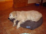 mybabydoggie.jpg mybabydoggie.jpg