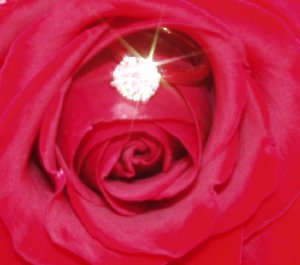 smallfirerose.jpg
