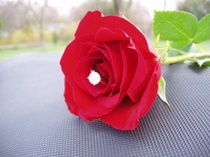 smallrose.jpg