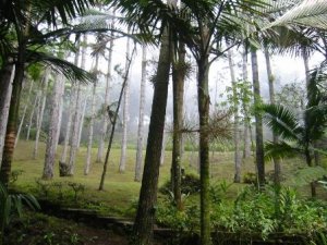 rainforestscrb2.jpg