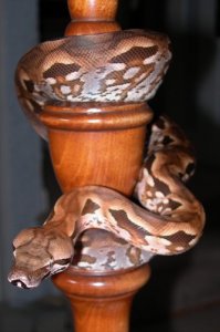 Ophion aka Medusa 2.jpg