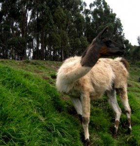 llama1.jpg