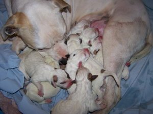 sbbosspups1.jpg