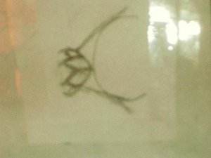 ring profile my desing.jpg