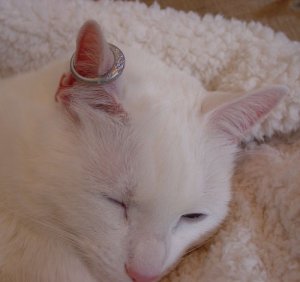 kittybling2.jpg