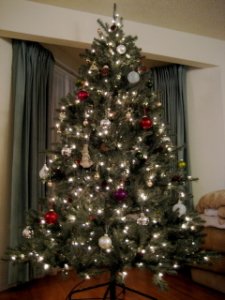 snlee_tree_07.JPG