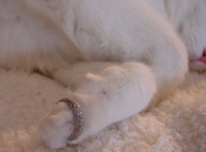 kittybling1.jpg