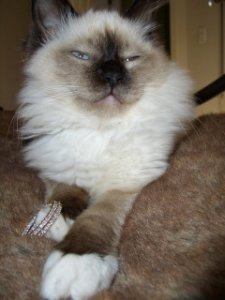 Bella2.jpg