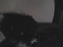 puppy eyes.jpg