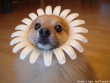th_hanapup.jpg