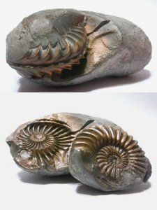 Ammonite Pseudo 1a.JPG