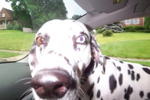riding in the car8.jpg