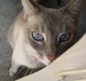 Missy2.JPG