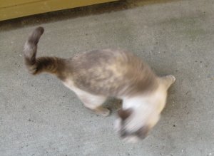 Missy1.JPG