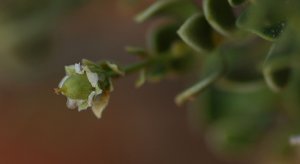 2528778917_edebf87e39.jpg 2528778917_edebf87e39.jpg