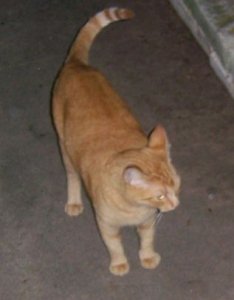 garfield1.jpg